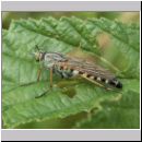 Psilocephala eximia - Stilettfliege 02.jpg